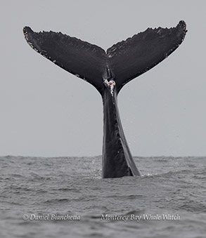 Humpback Whale tail photo by daniel bianchetta