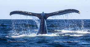 Humpback Whale tail photo by daniel bianchetta