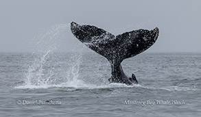 Humpback Whale tail slap photo by daniel bianchetta