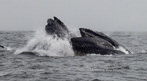 Humpback Whales lunge-feeding photo by daniel bianchetta
