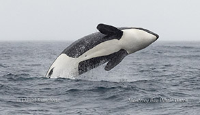 Orca (Killer Whale) photo by daniel bianchetta