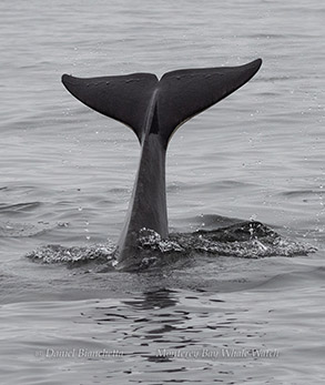 Killer Whale flukes (tail) photo by daniel bianchetta