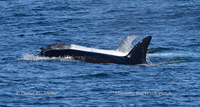 Killer Whale Frosty and his mother photo by daniel bianchetta