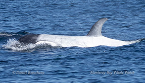 Killer Whale Frosty photo by daniel bianchetta