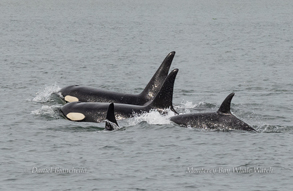 Killer whale pod photo by daniel bianchetta