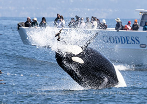 Killer Whale tossing a Sooty Shearwater photo by daniel bianchetta