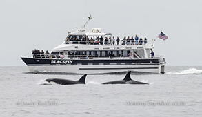 Killer Whales near the Blackfin photo by daniel bianchetta