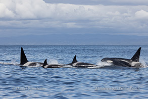 Killer Whales photo by daniel bianchetta