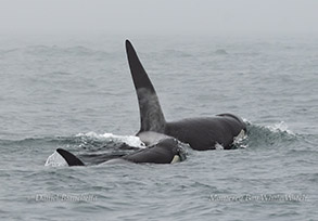 Killer Whales (Orcas) photo by daniel bianchetta