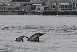 Long-beaked Common Dolphin mother and calf photo by daniel bianchetta