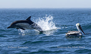 Long-beaked Common Dolphin porpoising near Brown Pelican photo by daniel bianchetta