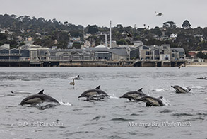 Long-beaked Common Dolphins by Monterey Bay Aquarium photo by daniel bianchetta