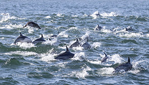Long-beaked Common Dolphins photo by daniel bianchetta