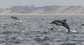 Long-beaked Common Dolphins photo by daniel bianchetta