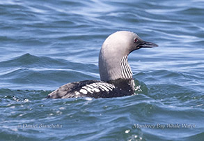 Loon in breeding plumage photo by daniel bianchetta