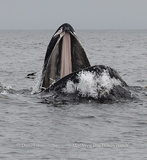 Lunge-feeding Humpback Whale photo by daniel bianchetta