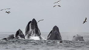 Lunge-feeding Humpback Whales photo by daniel bianchetta