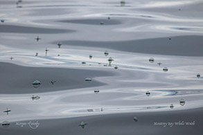 A group of Velella Velella photo by Morgan Quimby