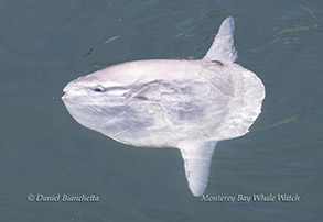 Mola Mola (Ocean Sunfish) photo by daniel bianchetta