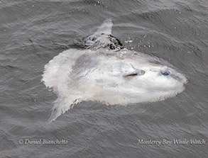 Mola Mola (Ocean Sunfish) photo by daniel bianchetta