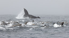 Murph the Humpback Whale tail slapping with California Sea Lions surfacing photo by daniel bianchetta