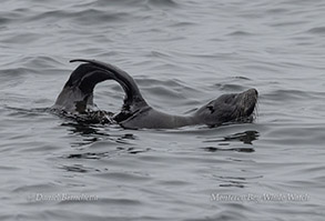 Northern Fur Seal in jug handle position photo by daniel bianchetta