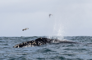 Northern Pacific Right Whale photo by daniel bianchetta
