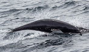 Northern Right Whale Dolphin photo by daniel bianchetta