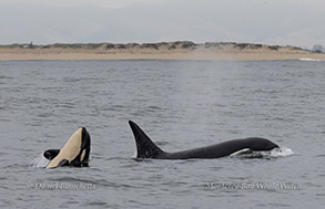 Orcas (Killer Whales) photo by daniel bianchetta