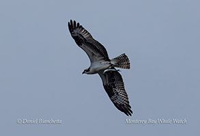 Osprey with breakfast photo by daniel bianchetta
