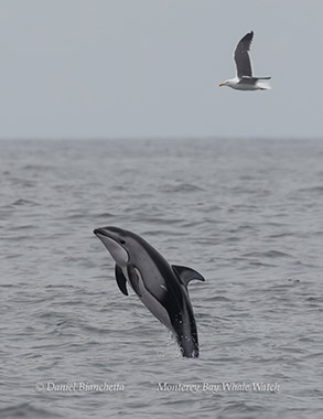 Pacific White-sided Dolphin photo by daniel bianchetta