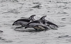 Pacific White-sided Dolphins with calf photo by daniel bianchetta