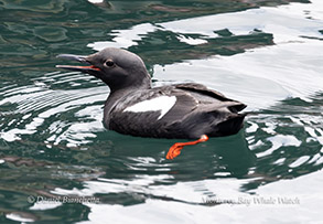 Pigeon Guillemot photo by daniel bianchetta