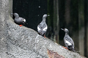 Pigeon Guillemots photo by daniel bianchetta