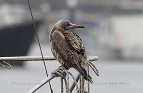 Red-footed Booby photo by daniel bianchetta