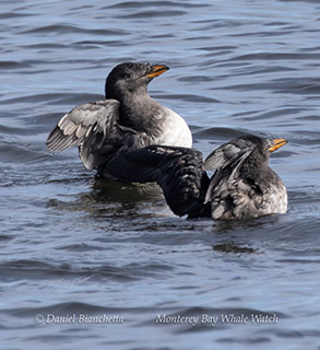 Rhiinoceros Auklets photo by daniel bianchetta