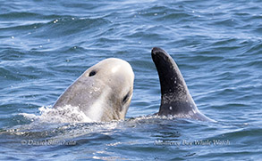 Risso's Dolphin blowhole photo by daniel bianchetta