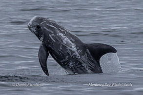 Risso's Dolphin photo by daniel bianchetta