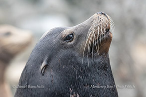 California Sea Lion photo by daniel bianchetta