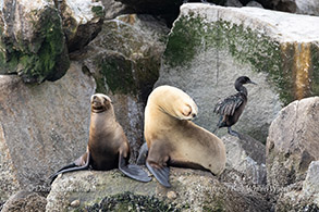Sea Lions and Cormorant photo by daniel bianchetta