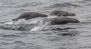 Sea Lions porpoising photo by daniel bianchetta