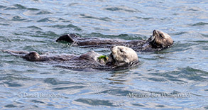 Sea Otters photo by daniel bianchetta