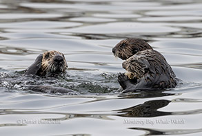 Southern Sea Otters photo by daniel bianchetta
