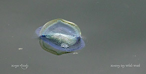 Velella Velella close-up photo by photo by Morgan Quimby