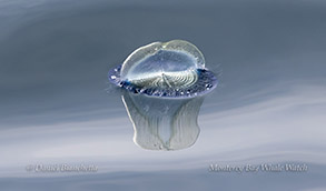Humpback Whale pectoral fin slapping photo by daniel bianchetta