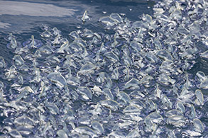 Velella Velella photo by daniel bianchetta