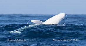 White Risso's Dolphin Casper photo by daniel bianchetta