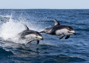 Pacific White-sided Dolphin photo by daniel bianchetta