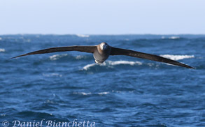 Black-footed Albatross, photo by Daniel Bianchetta