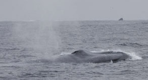 Blue whale head, photo by Daniel Bianchetta